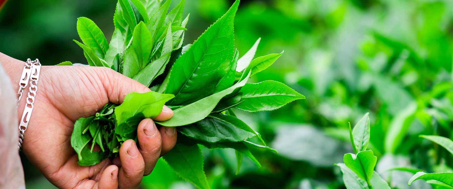 Tea Header Eristea - Chinese Tea | Fermented Teas | Fu Tea | Fu Bricks | Fermented ...